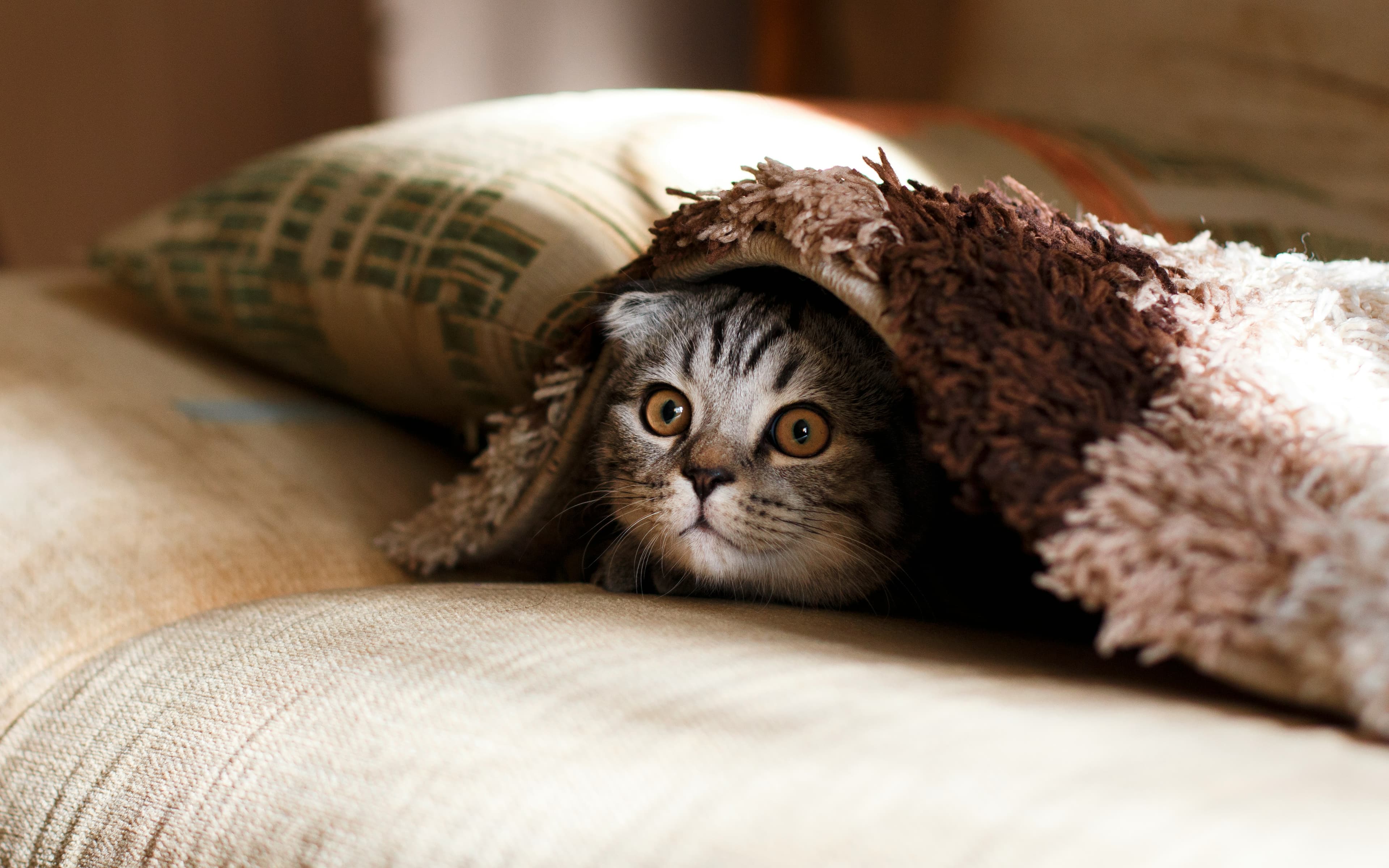 Collection of the best cat scratching posts for indoor cats including mushroom shaped and compact designs