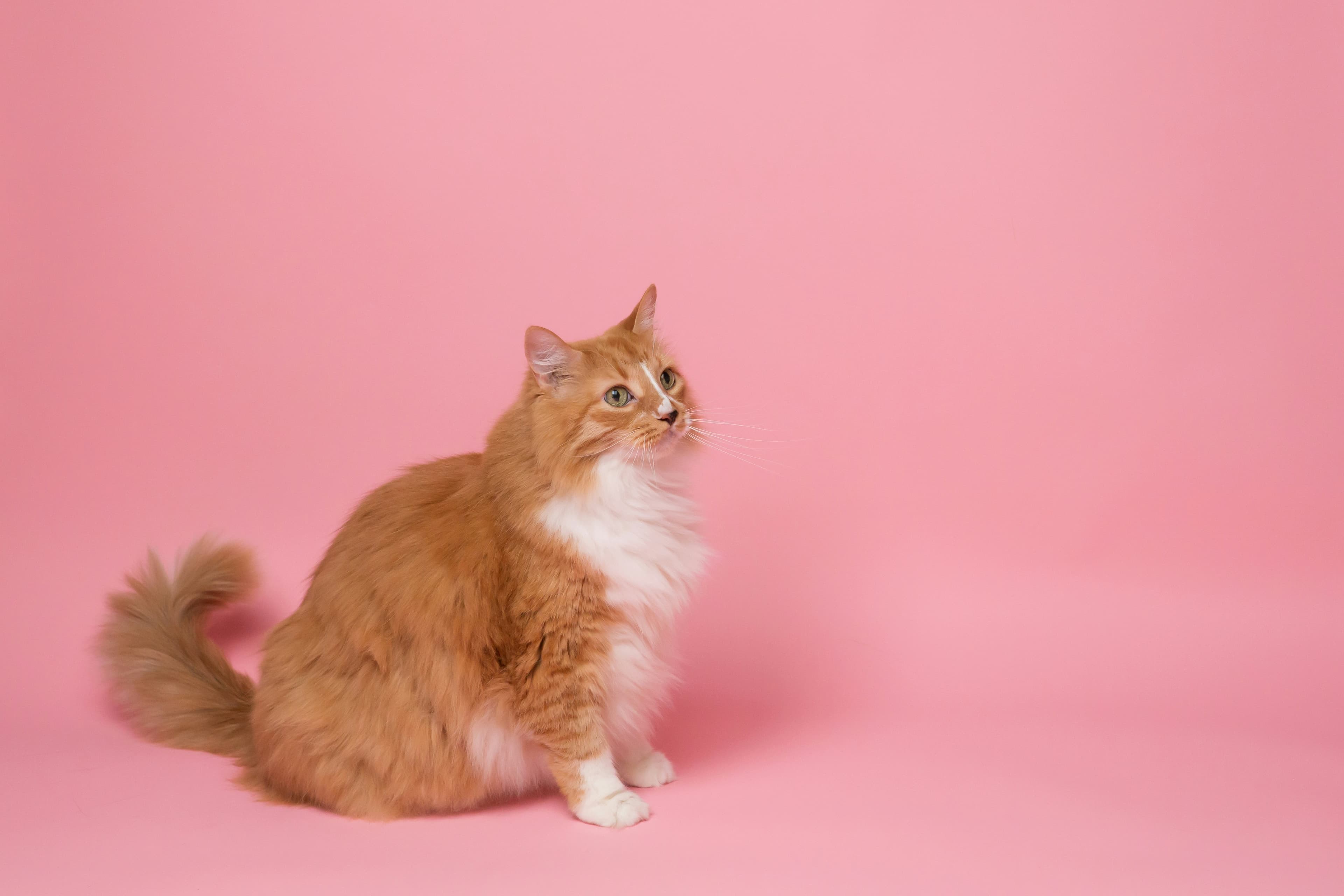 Large cat lounging on a tall sturdy multi-level cat tree tower