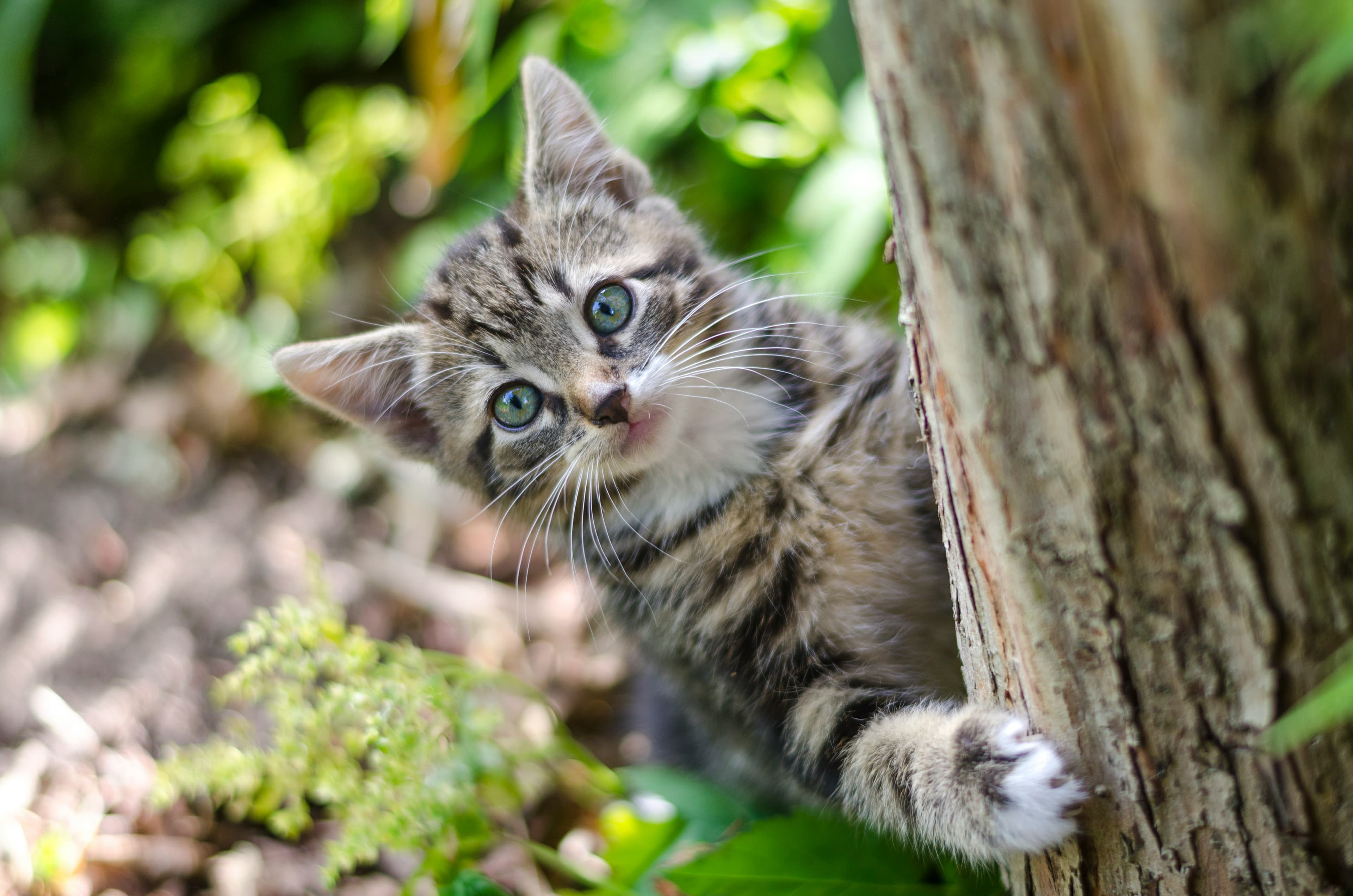 Collection of the best affordable cat trees under $30 for indoor cats