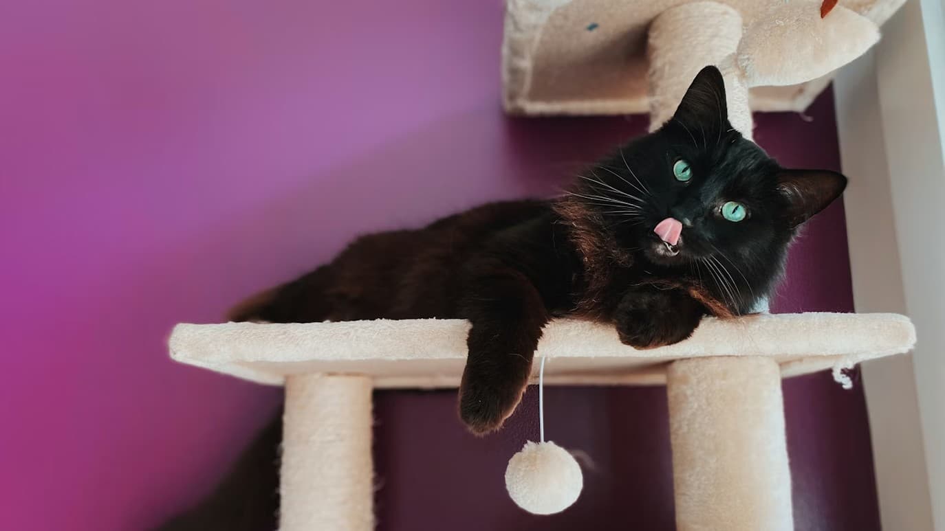 Collection of affordable cat trees under $50 including cactus, flower and multi-level tower designs