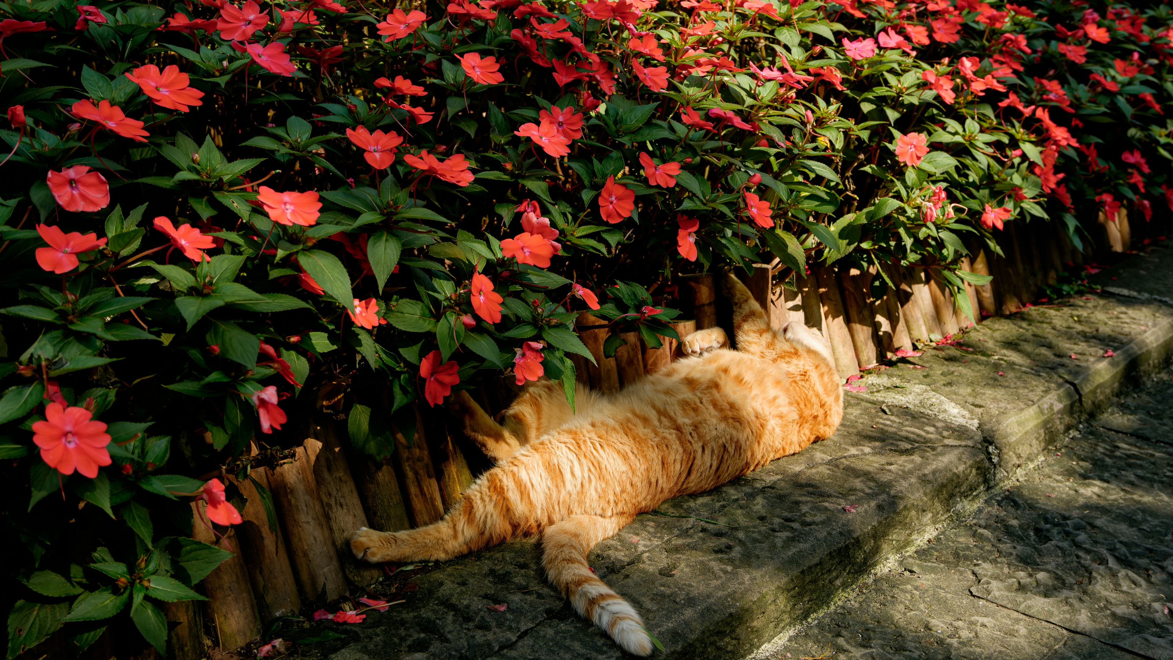 Collection of the best flower cat trees of 2026 including compact and tall floral towers in pink and green