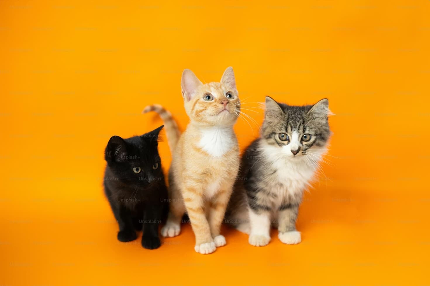 Collection of tall cat trees over 50 inches for indoor cats including mushroom, flower and multi-level tower designs