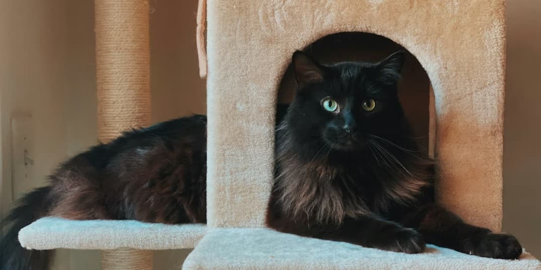 Cat sitting next to an unused cat tree looking unimpressed