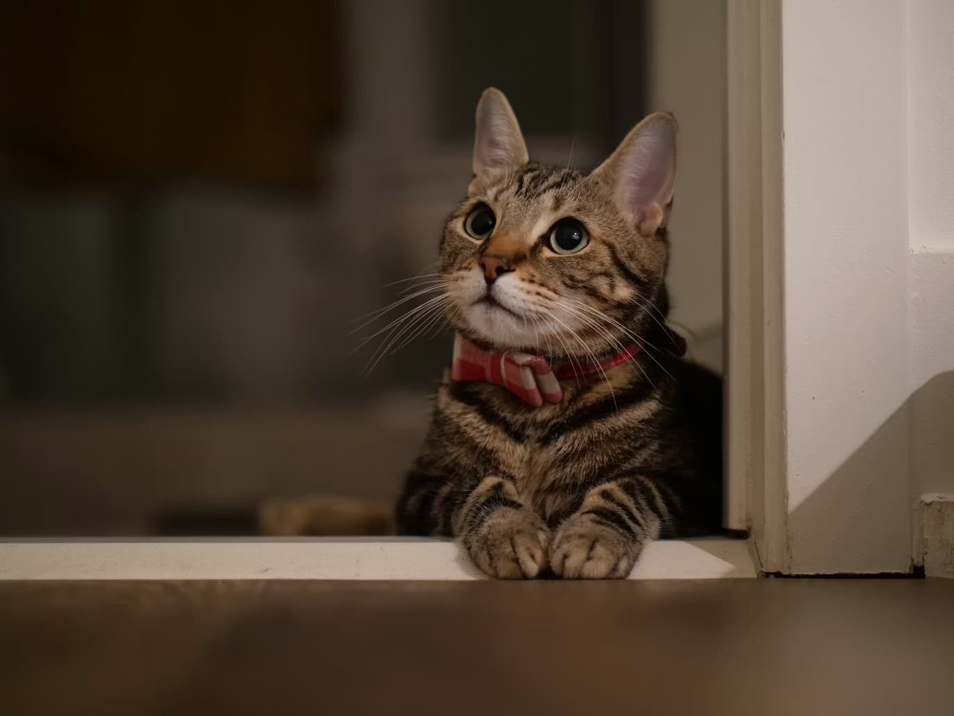 Collection of the best mid-range cat trees between $50 and $100 including tall towers and themed designs