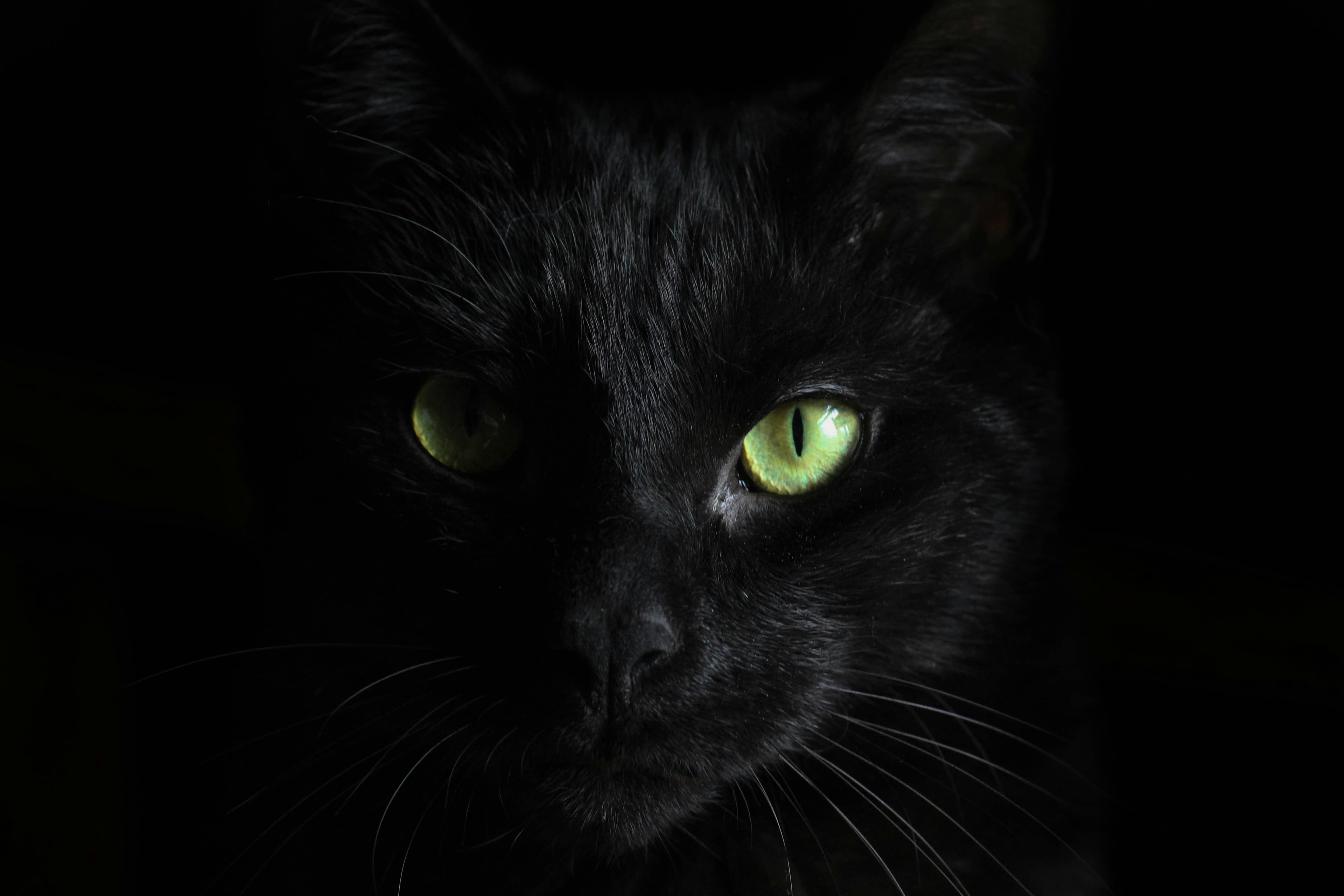 Collection of the best gothic cat trees in 2026 including black towers with devil ear perches and cloud shaped beds