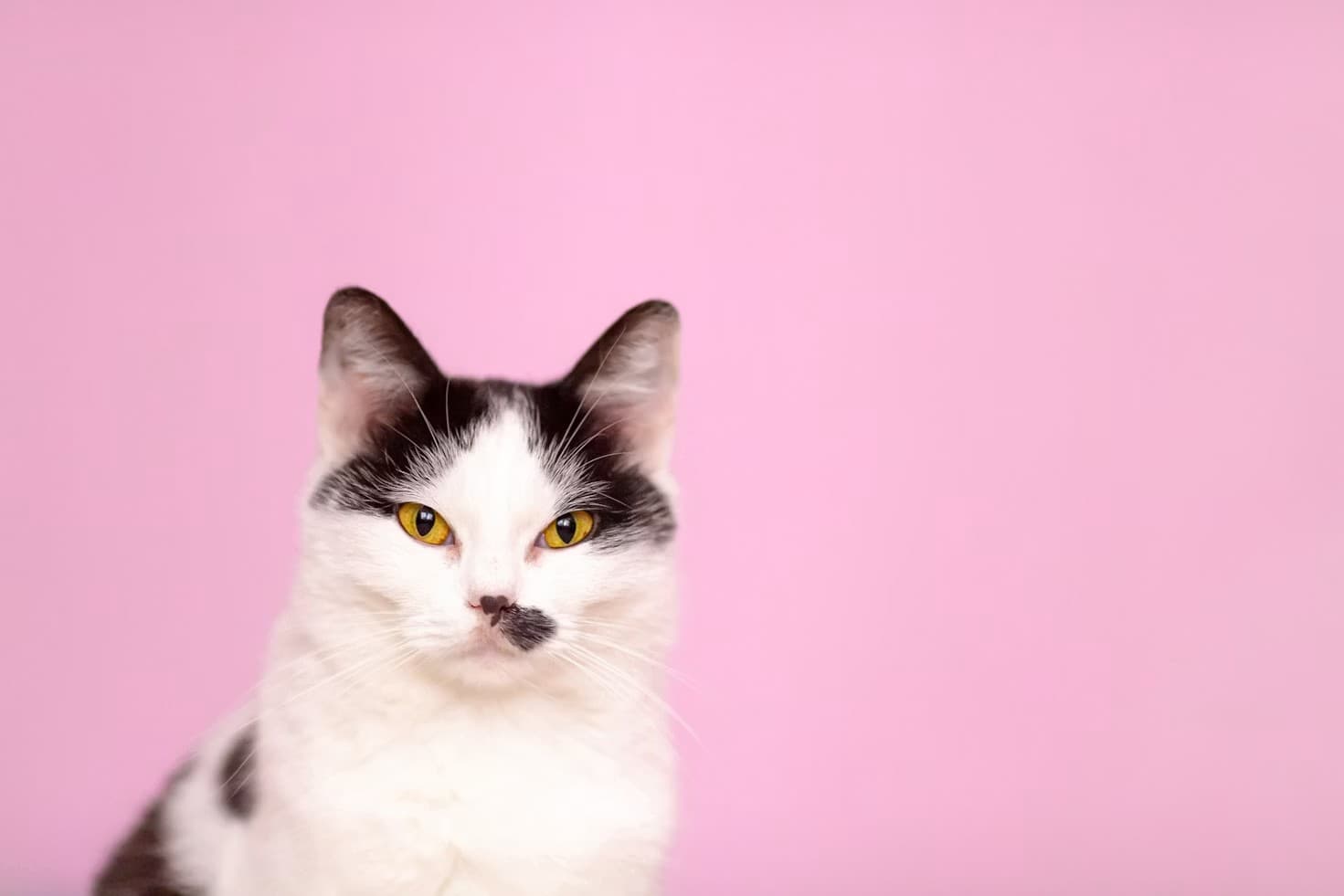 Collection of the best pink cat trees for indoor cats in 2026 including tall towers and floral compact options